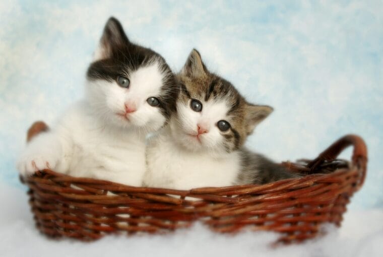 datos curiosos de los gatos