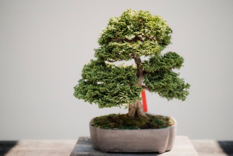 consejos para cuidar el medio ambiente