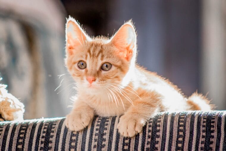 datos curiosos de los gatos