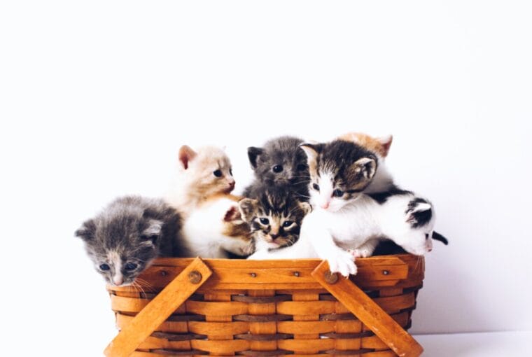 datos curiosos de los gatos