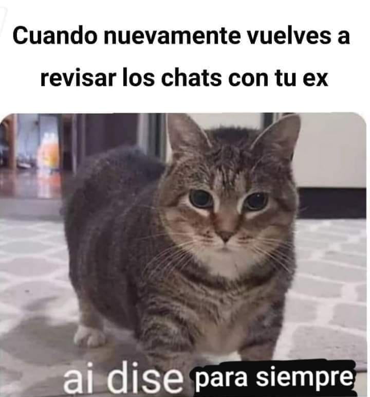 memes de gatos