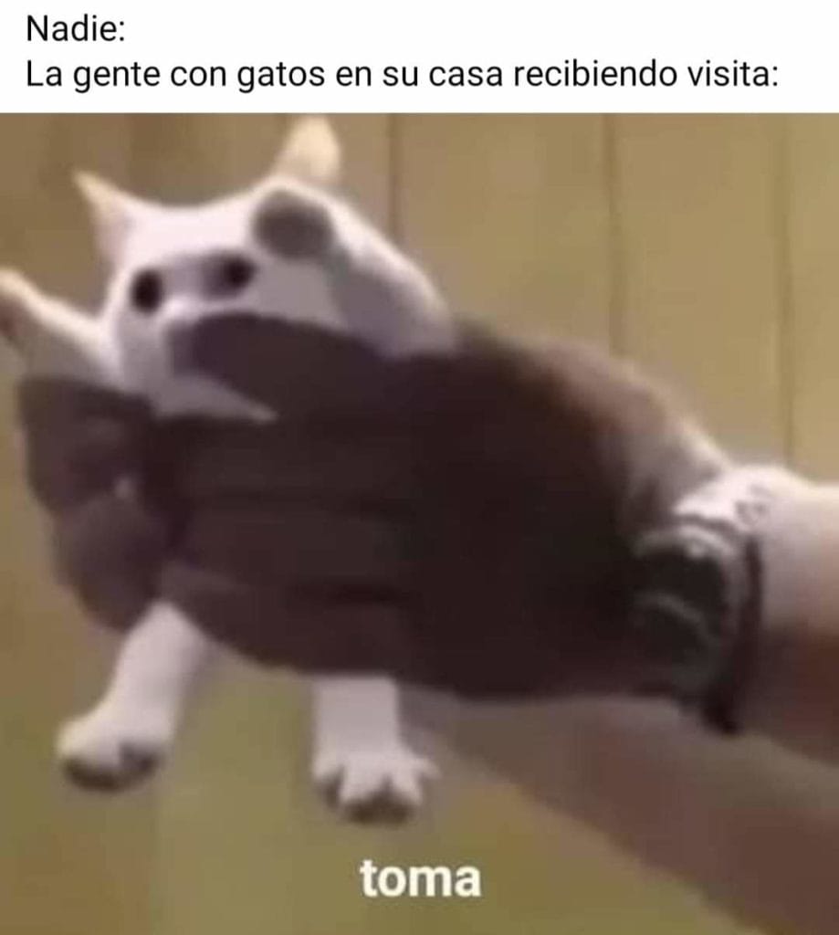 memes de gatos