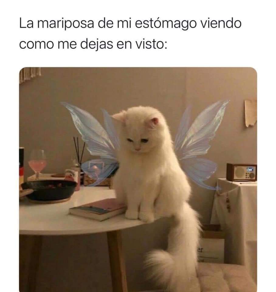 memes de gatos