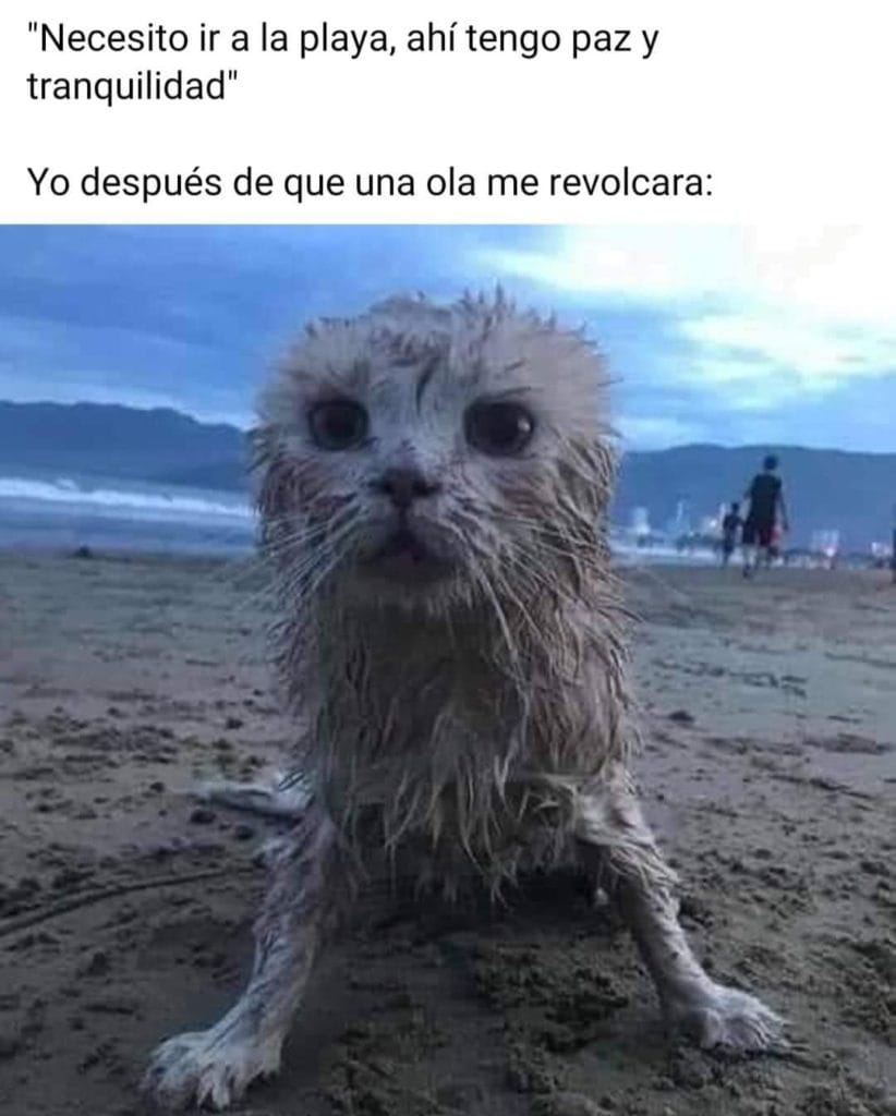 memes de gatos