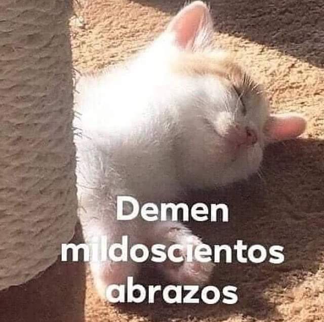 memes de gatos