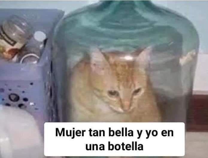 memes de gatos