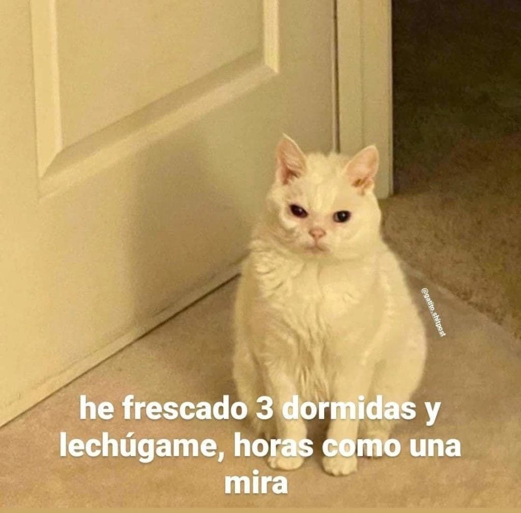 memes de gatos