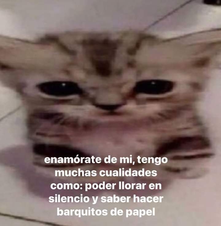 memes de gatos