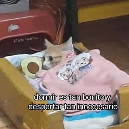 memes de gatos