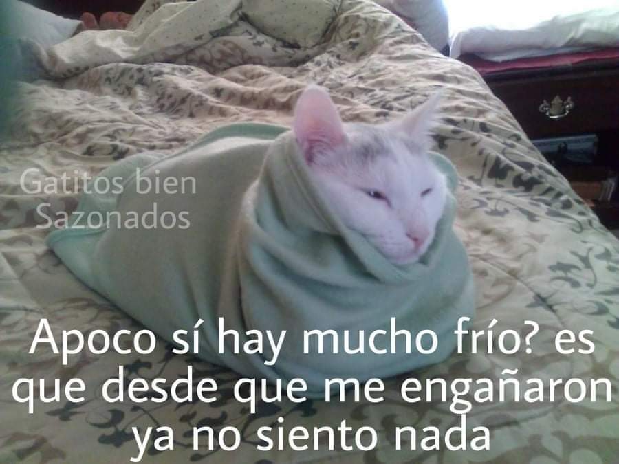 memes de gatos