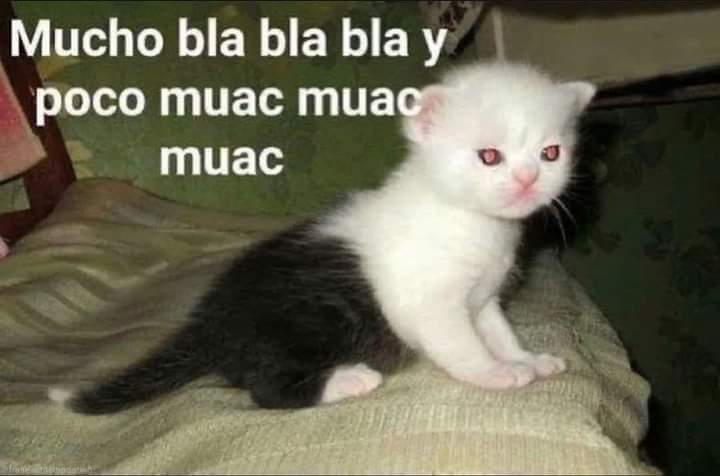 memes de gatos