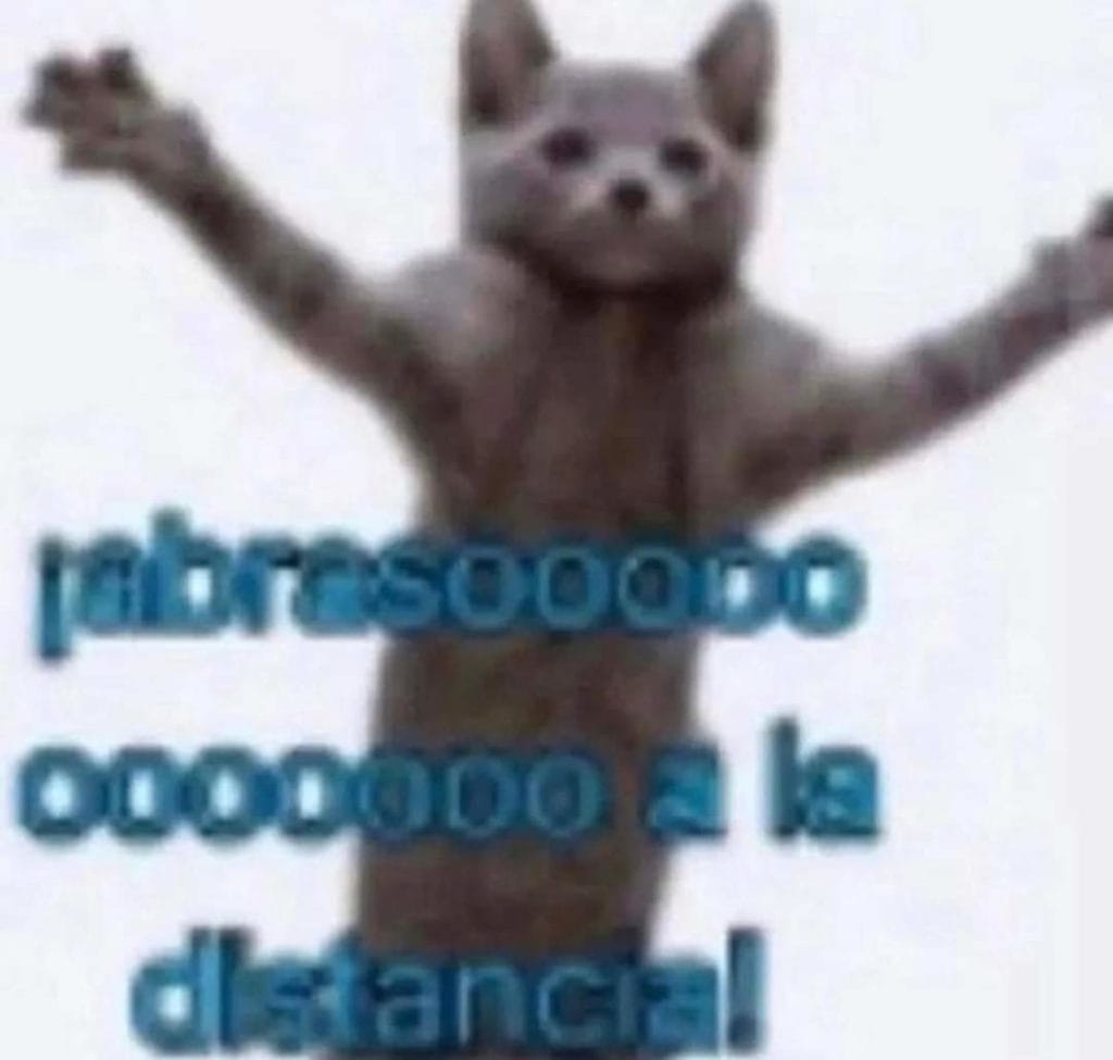 memes de gatos