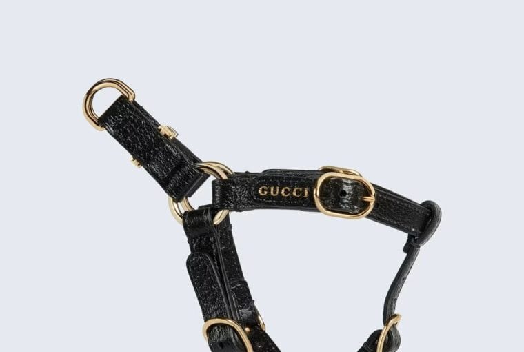gucci pet