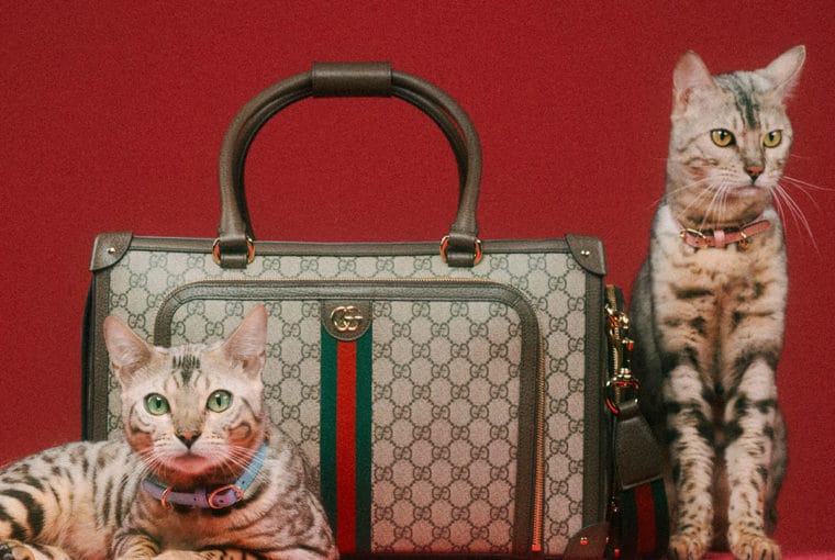 gucci pet