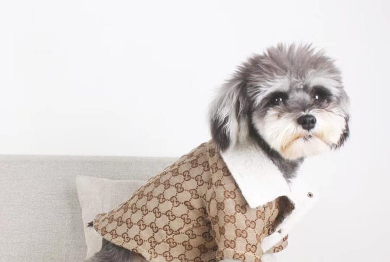 gucci pet