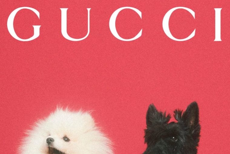 gucci pet
