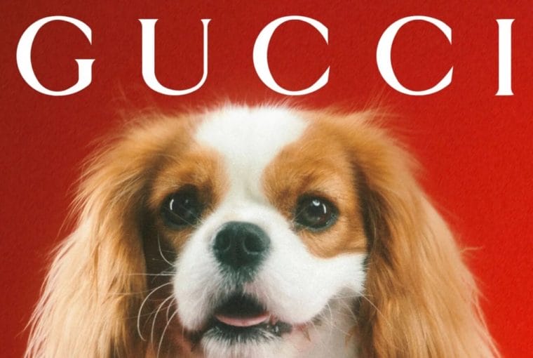 gucci pet