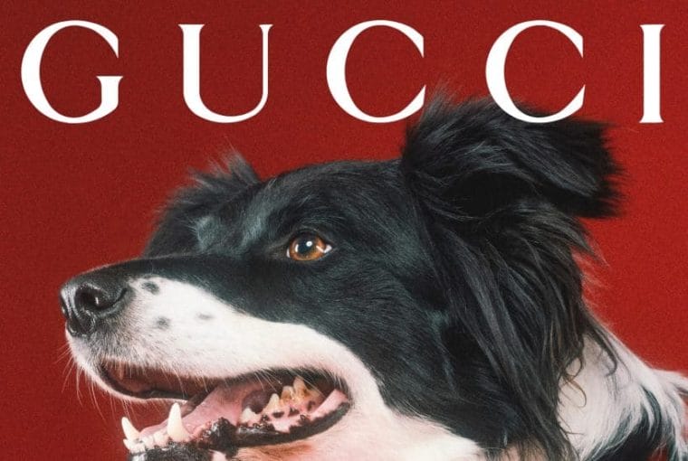 gucci pet