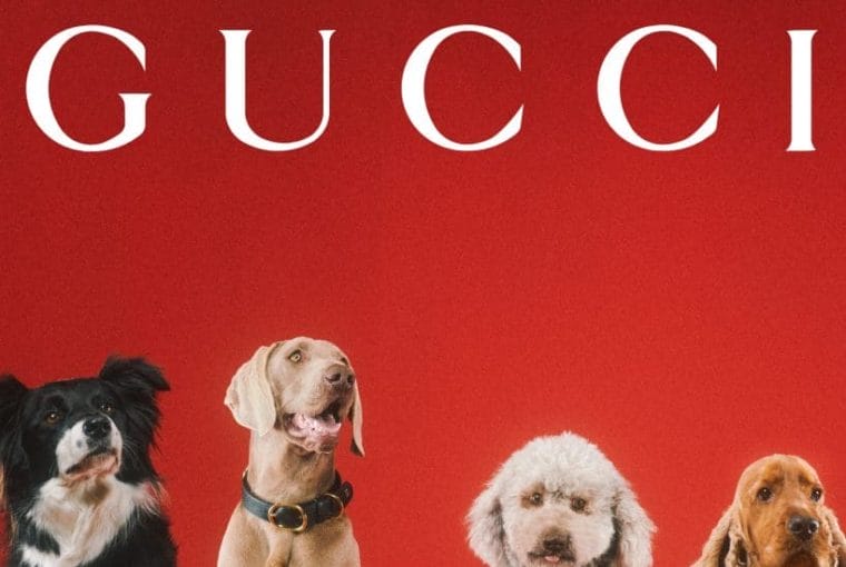 gucci pet