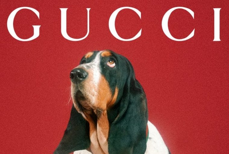 gucci pet