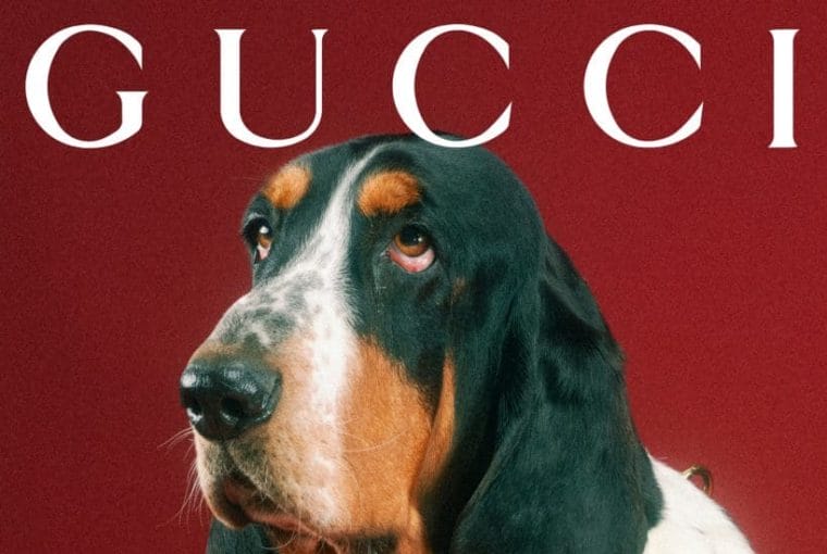 gucci pet