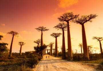 avenida de los baobabs