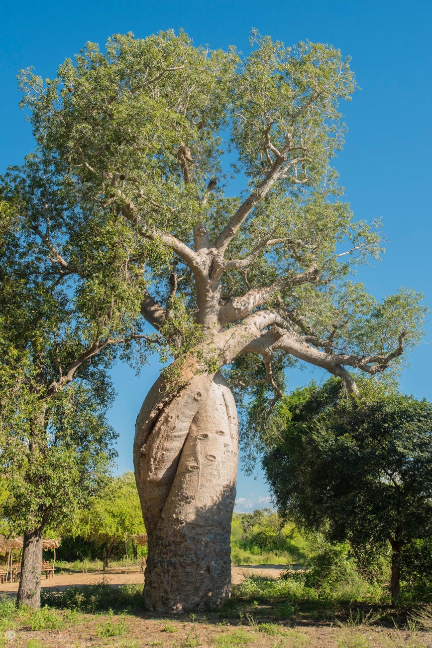avenida de los baobabs

