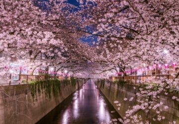 flores cerezo sakura japón